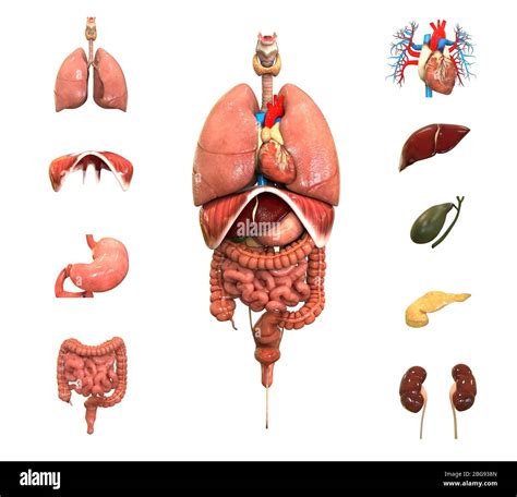 3d Body Organs Cut Out Stock Images And Pictures Alamy