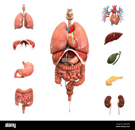 Human Internal Organs Hi Res Stock Photography And Images Alamy