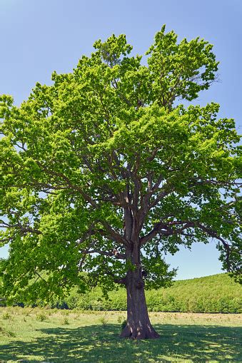 Big Old Oak Tree Stock Photo Download Image Now Beauty Environment