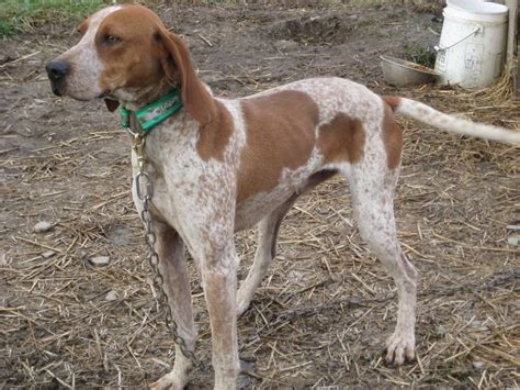 Breed, own & train horses like blue tick hound in derbyville! red tick coonhound | Red Tick Coonhound | Red Tick ...