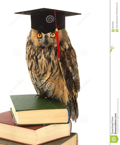 Cartoon Wise Owl Graduation Cap Stock Photos Free And Royalty Free