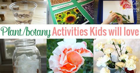 Plant And Botany Activities For Kids Plant Activities Activities For