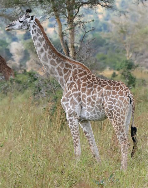Žirafa Núbijská Wikipédia