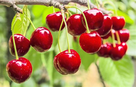 Cherry Fruit Tree Varieties Anfic