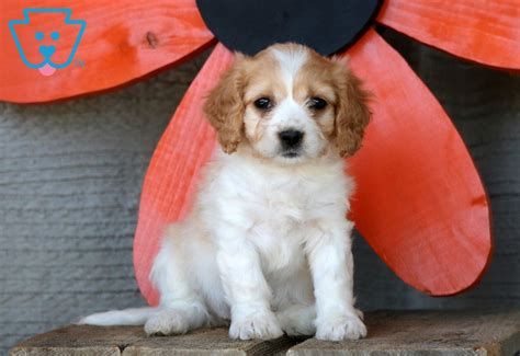 See cavachon puppies for sale from a cavachon breeder, denning farms. Pupcake | Cavachon Puppy For Sale | Keystone Puppies