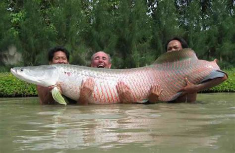A Giant Fish617kg Caught In Northeast China ~ Current News