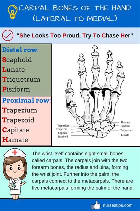 CARPAL BONES OF THE HAND (LATERAL TO MEDIAL) | Radiology student