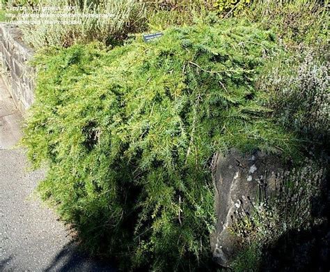 Plantfiles Pictures Lebanon Cedar Cedar Of Lebanon Sargentii