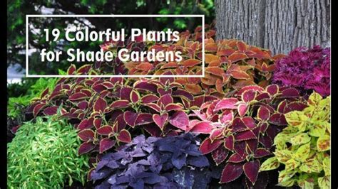 19 Colorful Plants For Shade Gardens Shade Garden Shade Plants Plants