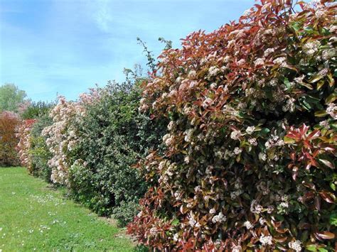 Fast Growing Shrubs For Privacy Fences