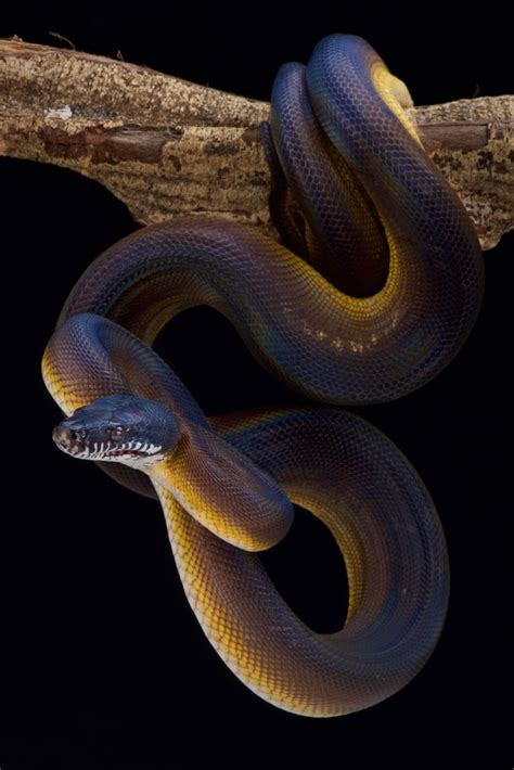 White Python Snake