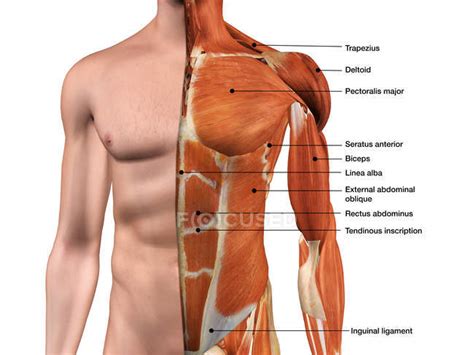 Male Anterior Thoracic Wall Chest Muscles Labeled On White Background