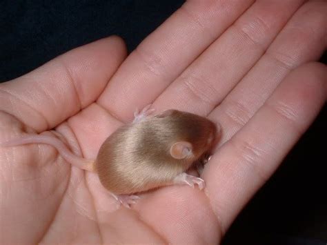Types of Pet Mice | Fancy Mice Breeders • View topic - FOR ...