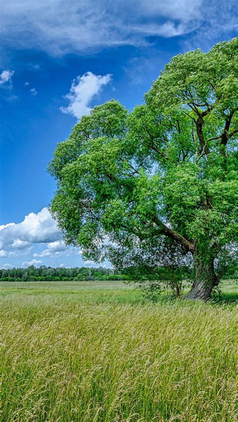 Kumpulan 80 Background Green Tree Terbaru Hd Background Id