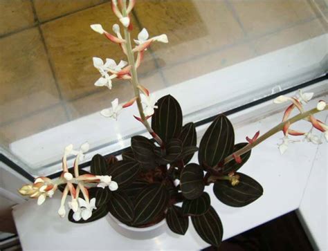 You can't see it in photos, but they have these crystalline veins running through the leaves that sparkle as they catch the the nice thing about ludisia discolor is it's a bit more drought tolerant than other jewel orchid species (like for example macodes petola) and it's an. Jewel Orchid (Ludisia discolor) Guide | Our House Plants