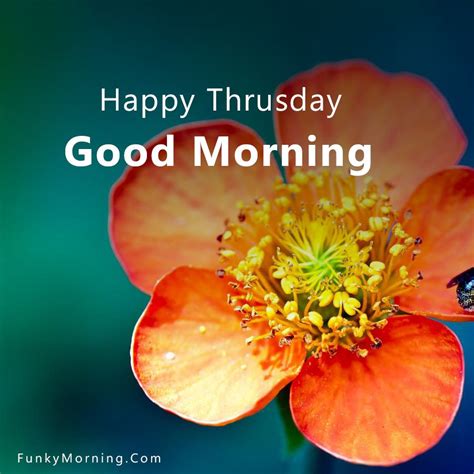Ultimate Collection Of 1000 Stunning Good Morning Thursday Images For