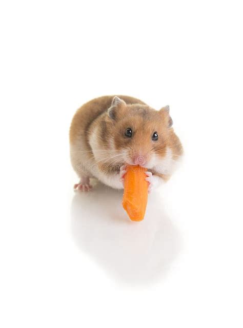 Funny Hamster Eating Food Stock Photo Image Of Chew 33188040