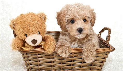 Teddy Bear Dog Breeds The Pups That Look Like Plushies