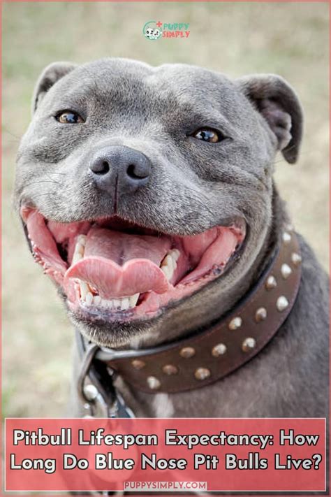 Pitbull Lifespan Expectancy How Long Do Blue Nose Pit Bulls Live In