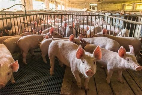 Clasificación De Granjas Porcinas Comadsa La Solución Para El