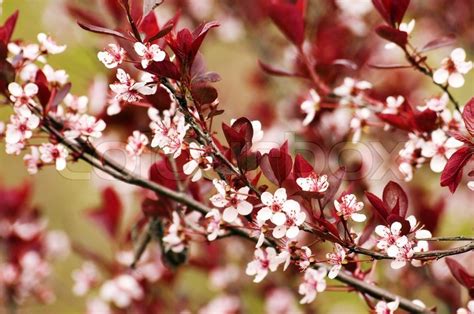 Flowering trees are among the most prized specimens of the yard, making a bold statement and often these 17 flowering trees (with one exception) are among the most beautiful and popular in autumn, the leaves develop streaks ranging in color from pink to red. Paradise apple flowers and red leaves ... | Stock image ...