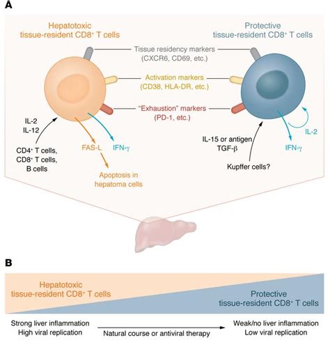 Jci Liver Resident Cd8 T Cells In Viral Hepatitis Not Always Good Guys