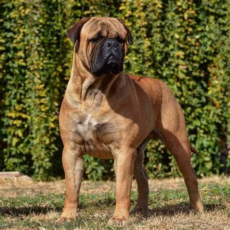 A Complete Guide To The Huge Loyal Bullmastiff K9 Web