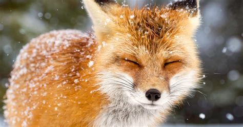 This Little Red Fox Is Truly Enjoying Winter Metro News