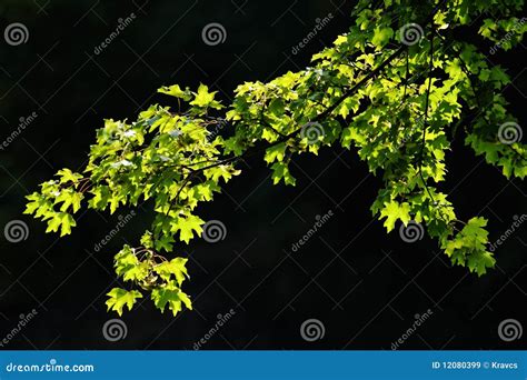 Maple Tree Branch Stock Image Image Of Leaves Black 12080399