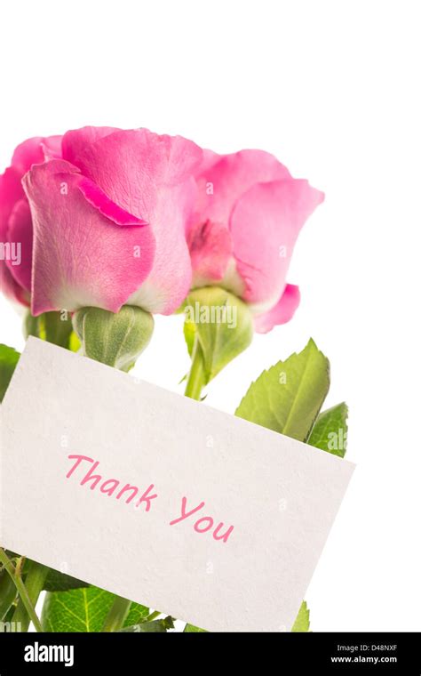 Thank You Card With Pink Roses Stock Photo Alamy