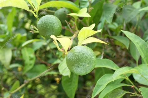 Frutas Verdes En Yuzu Arbusto De Limón Japonés 2023