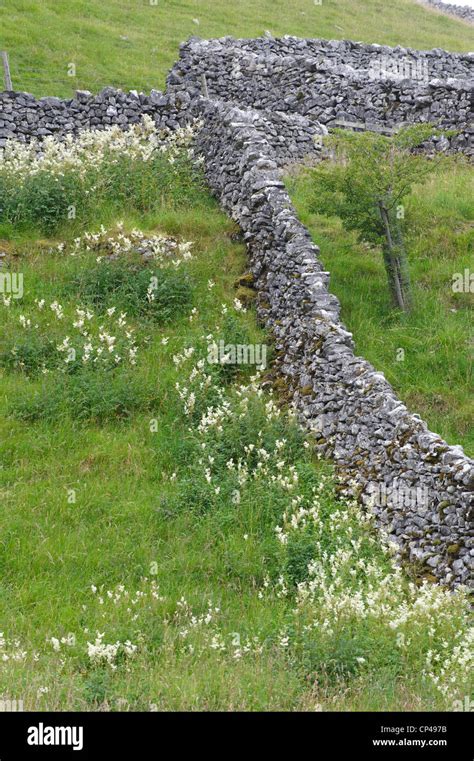 Dry Stone Walls Malham Yorkshire Stock Photo Alamy
