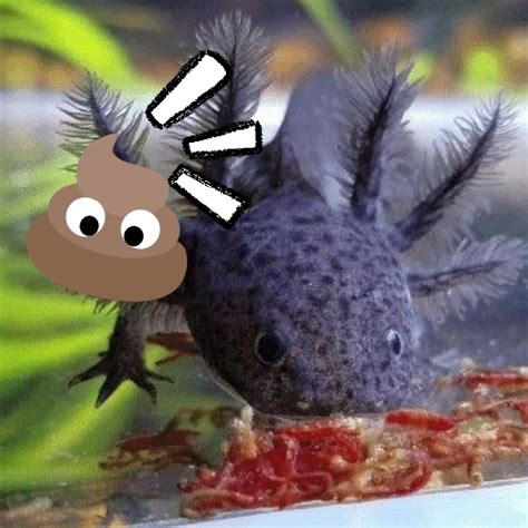 Axolotl Poop Guide Addressing Common Concerns Fish Hue