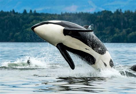 Scientists Discover A New Type Of Killer Whale