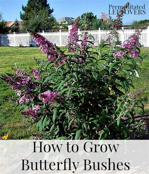 How To Grow Butterfly Bushes Use These Tips For Growing And Caring