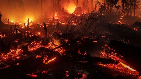 In 2016, the country lost 1 million hectares of forests. As Amazon Smolders, Indonesia Fires Choke the Other Side ...