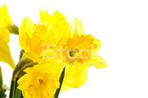 Daffodil Stock Photo Royalty Free Freeimages