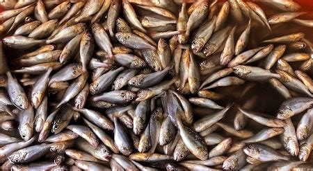 Can cats eat sardines in tomato sauce? (Be Careful ...