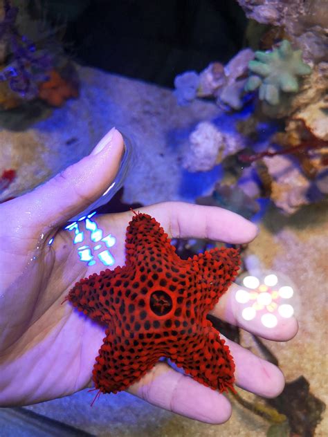 Unique Starfish General Reefkeeping Singapore Reef Club The