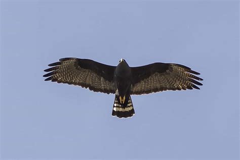 Zone Tailed Hawk
