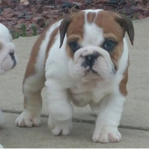 Our goal is to make the best rescue match taking into consideration the rescue bulldogs background and your family's needs. Ultimate Bond English Bulldogs, English Bulldog Breeder in ...