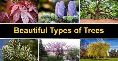 46 Types Of Trees With Pictures And Names Identification Guide
