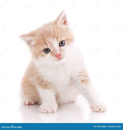 Beautiful Kitten Pictures Pretty Kittens Kittens Photo 41502555