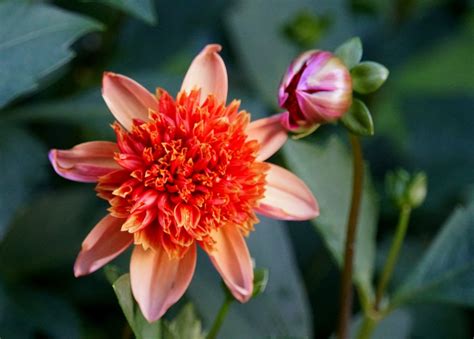 Five Beautiful Dahlias To Grow This Summer The English Garden