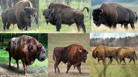 Different Types Of Bison Species In The World Youtube