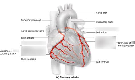Cardiovascular Coronary Arteries Diagram Quizlet