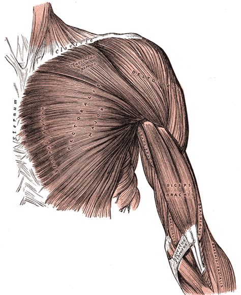 Upper fibers (clavicular portion) and lower fibers (sternocostal portion). Pectoralis major - Wikipedia