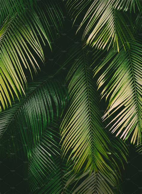 Lush Green Tropical Palm Leaves High Quality Nature Stock Photos