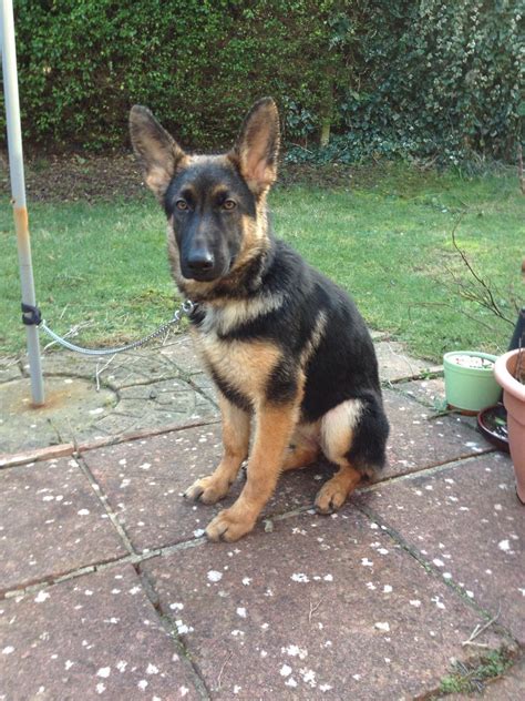 5 Month Old German Shepherd Puppy Pictures