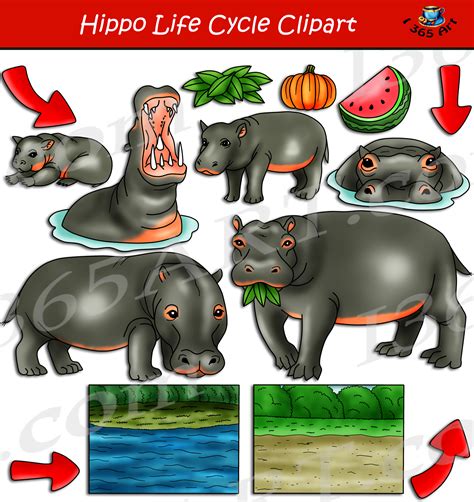 Hippo Life Cycle Clipart Set Download Clipart 4 School